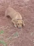 Xuxa