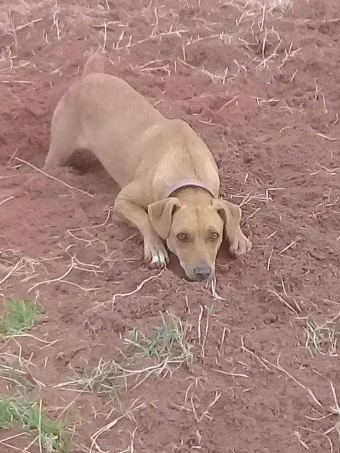 Cachorro ra a SRD idade 2 anos nome Xuxa