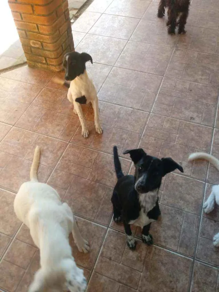 Cachorro ra a Não definimos idade 7 a 11 meses nome Não tem