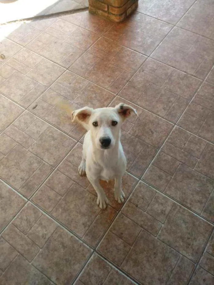 Cachorro ra a Não definimos idade 7 a 11 meses nome Não tem