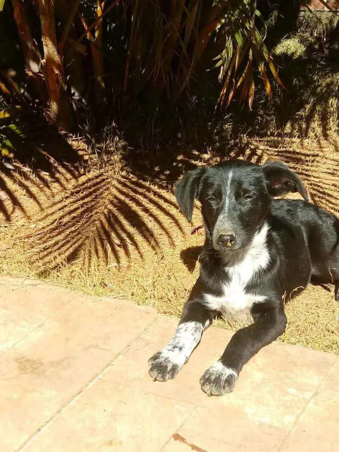 Cachorro ra a Não definimos idade 1 ano nome Não tem