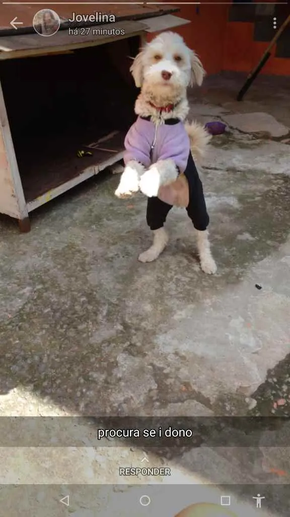 Cachorro ra a Podle idade 1 ano nome Não tem