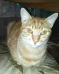 Gatos Jane