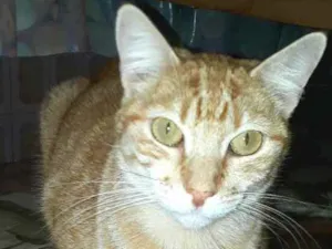 Gato raça  idade 2 anos nome Gatos Jane