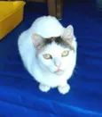 Gatos Jane