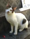 Gatos Jane