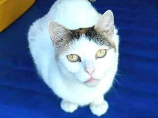 Gato ra a  idade 2 anos nome Gatos Jane