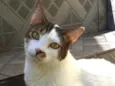 Gatos Jane