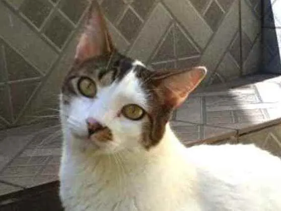 Gato ra a  idade 2 anos nome Gatos Jane
