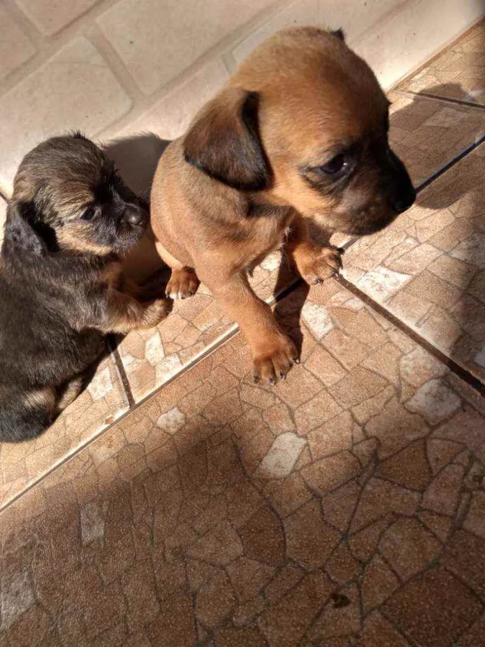 Cachorro ra a Indefinido idade Abaixo de 2 meses nome Sem nome