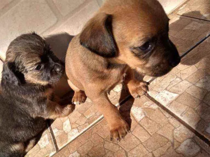 Cachorro ra a Indefinido idade Abaixo de 2 meses nome Sem nome