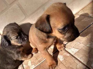 Cachorro raça Indefinido idade Abaixo de 2 meses nome Sem nome