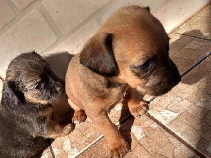 Cachorro ra a Indefinido idade Abaixo de 2 meses nome Sem nome