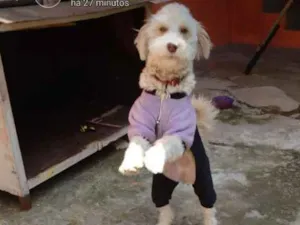 Cachorro raça Podle idade 1 ano nome Não tem