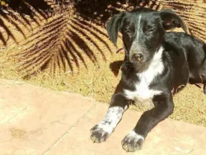 Cachorro raça Não definimos idade 1 ano nome Não tem
