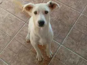 Cachorro raça Não definimos idade 7 a 11 meses nome Não tem
