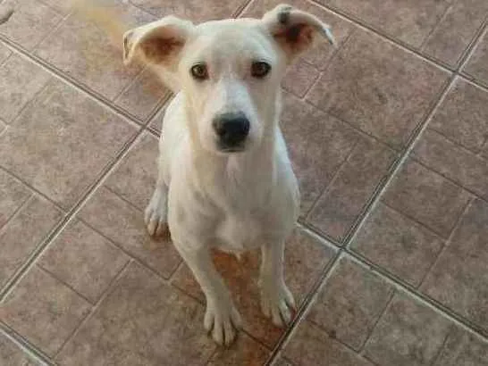 Cachorro ra a Não definimos idade 7 a 11 meses nome Não tem