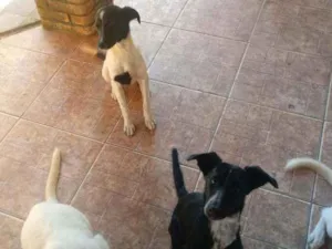 Cachorro raça Não definimos idade 7 a 11 meses nome Não tem