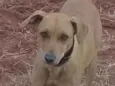 Xuxa
