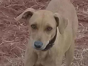 Cachorro raça SRD idade 2 anos nome Xuxa