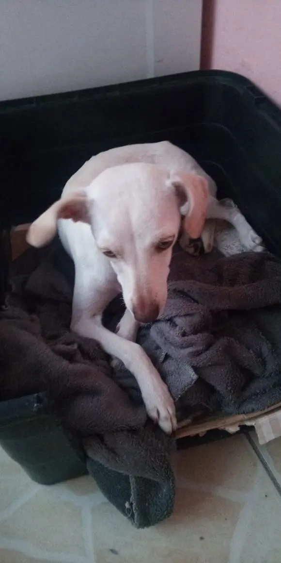 Cachorro raça Pinter com polduo idade 7 a 11 meses nome Meg