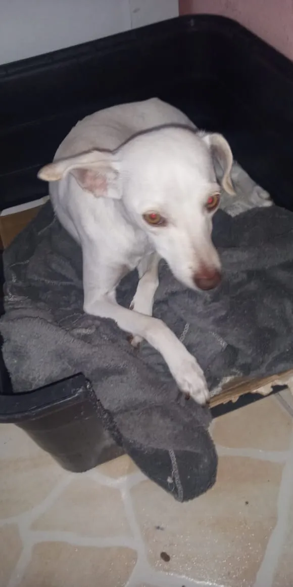 Cachorro raça Pinter com polduo idade 7 a 11 meses nome Meg