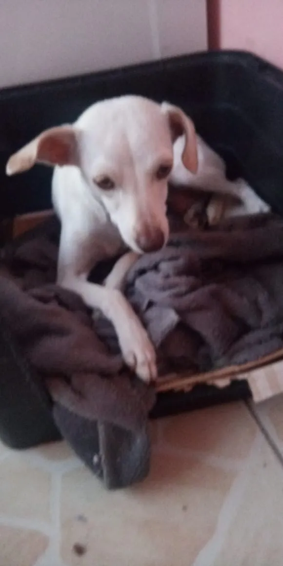Cachorro raça Pinter com polduo idade 7 a 11 meses nome Meg