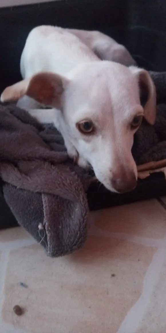 Cachorro raça Pinter com polduo idade 7 a 11 meses nome Meg