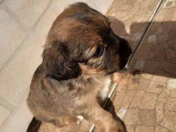 Cachorro ra a Indefinido idade Abaixo de 2 meses nome Sem nome