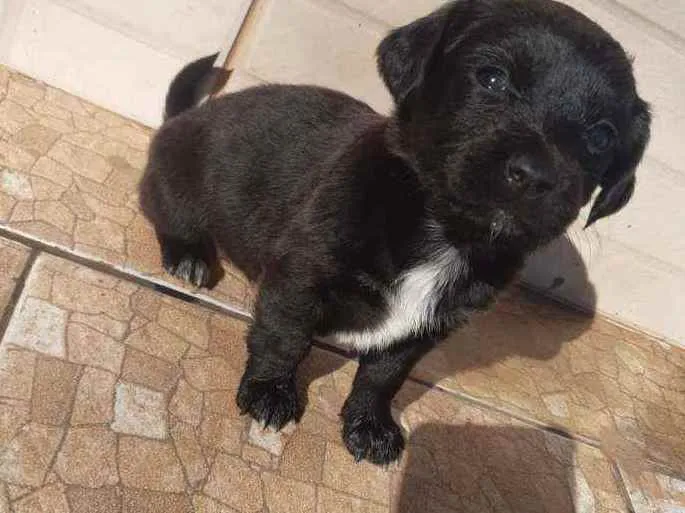 Cachorro ra a Indefinido idade Abaixo de 2 meses nome Sem nome