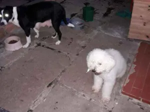 Cachorro raça Poodle idade 3 anos nome Guri