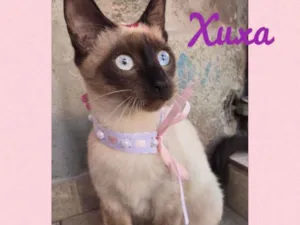 Gato raça Srd idade 2 a 6 meses nome Xuxa