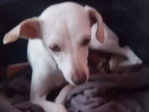 Cachorro raça Pinter com polduo idade 7 a 11 meses nome Meg