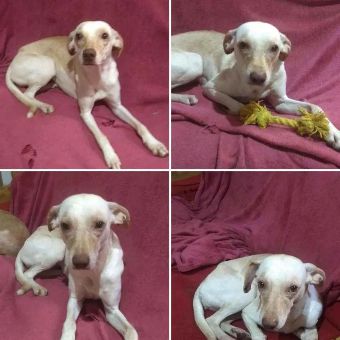 Cachorro ra a Srd idade 2 anos nome Lua