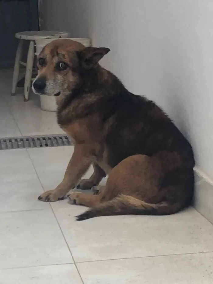 Cachorro ra a Srd idade 6 ou mais anos nome Zeca