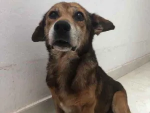 Cachorro raça Srd idade 6 ou mais anos nome Zeca