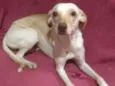 Lua