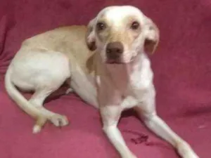 Cachorro raça Srd idade 2 anos nome Lua