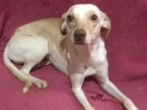 Cachorro ra a Srd idade 2 anos nome Lua