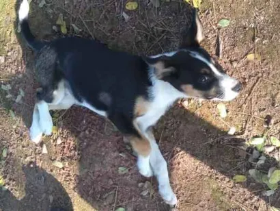 Cachorro raça Vira lata  idade 7 a 11 meses nome Peter 