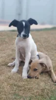 Sara e Odin
