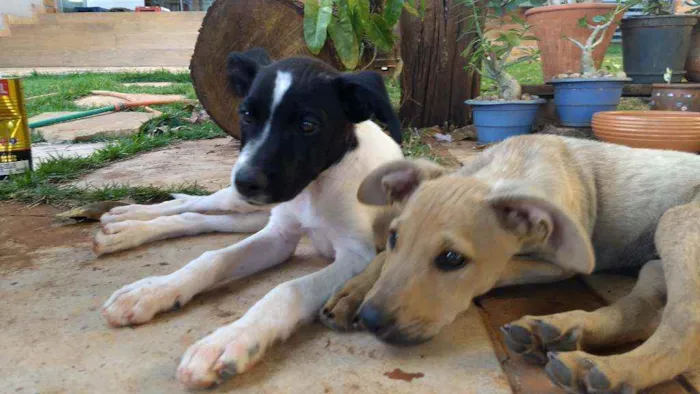Cachorro ra a SRD idade 2 a 6 meses nome Sara e Odin