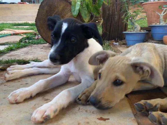 Cachorro ra a SRD idade 2 a 6 meses nome Sara e Odin
