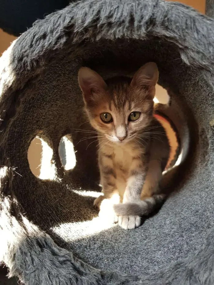 Gato ra a SRD-ViraLata idade 2 a 6 meses nome Lara