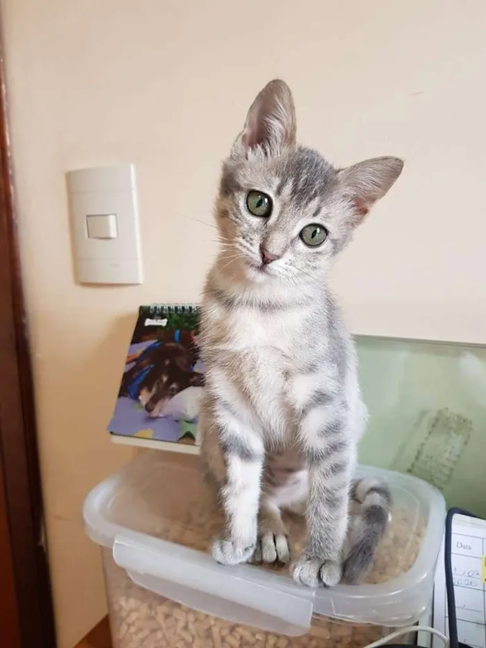 Gato ra a SRD-ViraLata idade 2 a 6 meses nome Lara