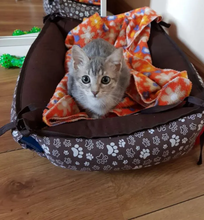 Gato ra a SRD-ViraLata idade 2 a 6 meses nome Lara