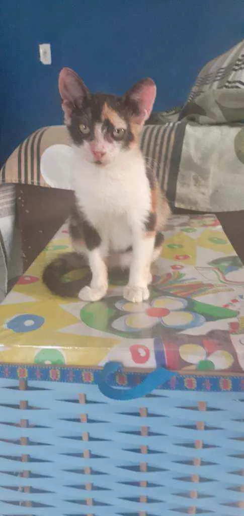 Gato ra a Indefinida idade 2 a 6 meses nome Luna