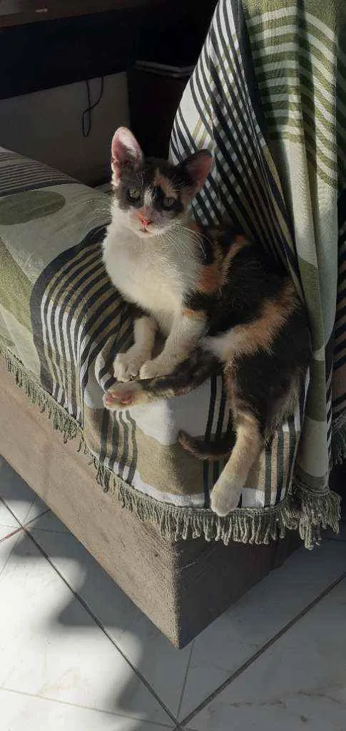 Gato ra a Indefinida idade 2 a 6 meses nome Luna