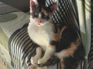 Gato raça Indefinida idade 2 a 6 meses nome Luna