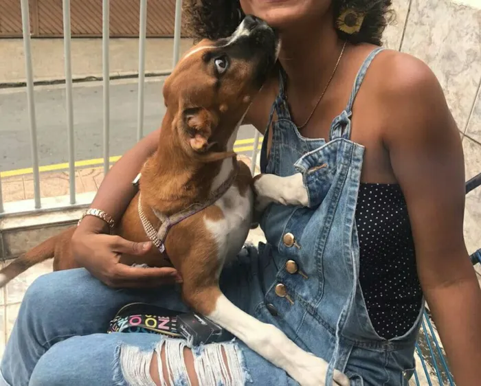 Cachorro ra a Box idade 7 a 11 meses nome Macarena